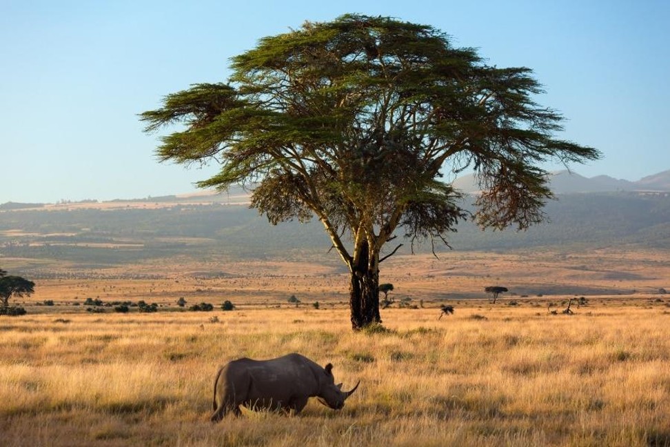 Explore the rhino conservation site of Lewa.