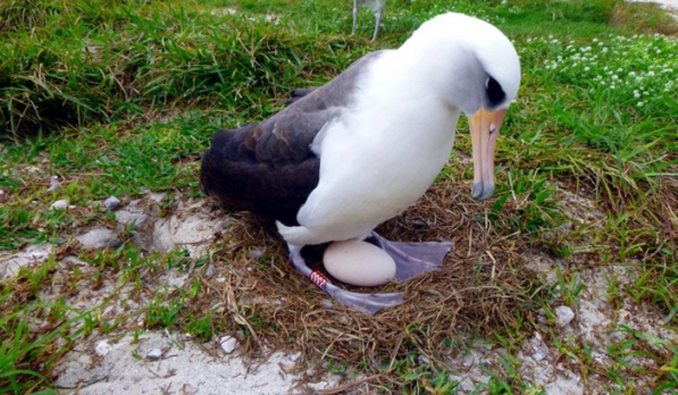A bird incubating an eggs. Photo: USFWS.