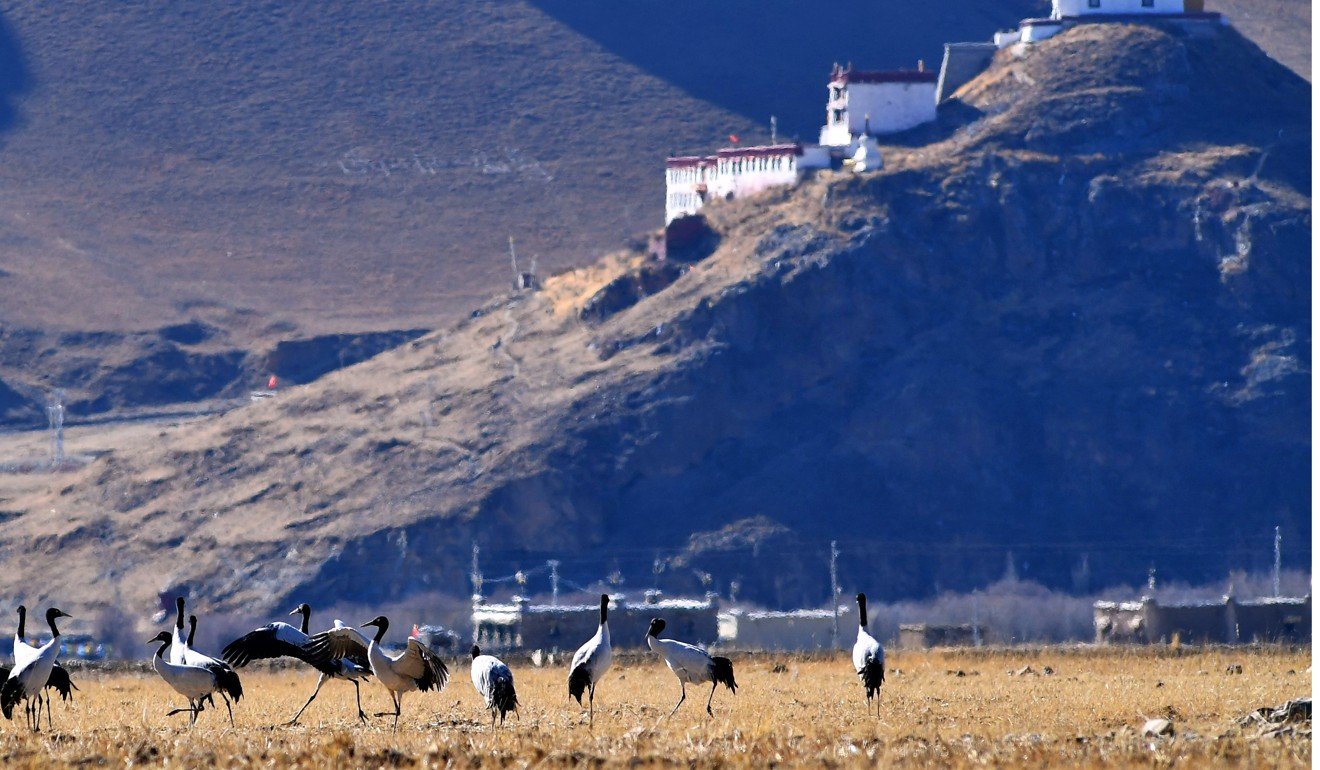 Black-necked cranes are seen in Linzhou county of Lhasa City, capital of Tibet autonomous region. Beijing is looking into the possibility of connecting Kathmandu to Lhasa via railways, at an estimated cost of US$8 billion. Photo: Xinhua
