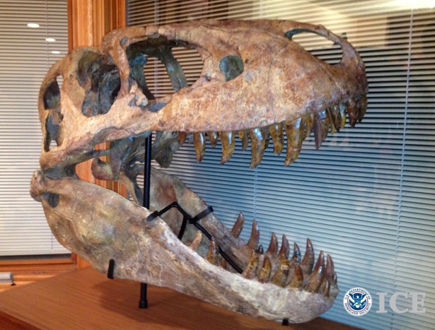 This image provided by the U.S. Immigration and Customs Enforcement (ICE) shows a photo of a Tyrannasaurus Bataar skull from Mongolia, that was seized during an arrest. Rick Rolater, pleaded guilty Thursday, Jan. 2, 2014 to a felony charge of conspiring to smuggle fossils from China into the United States. He also agreed to forfeit any claim to a Tyrannosaurus skull that likely will be heading back home to Mongolia. Photo: AP Photo/ICE