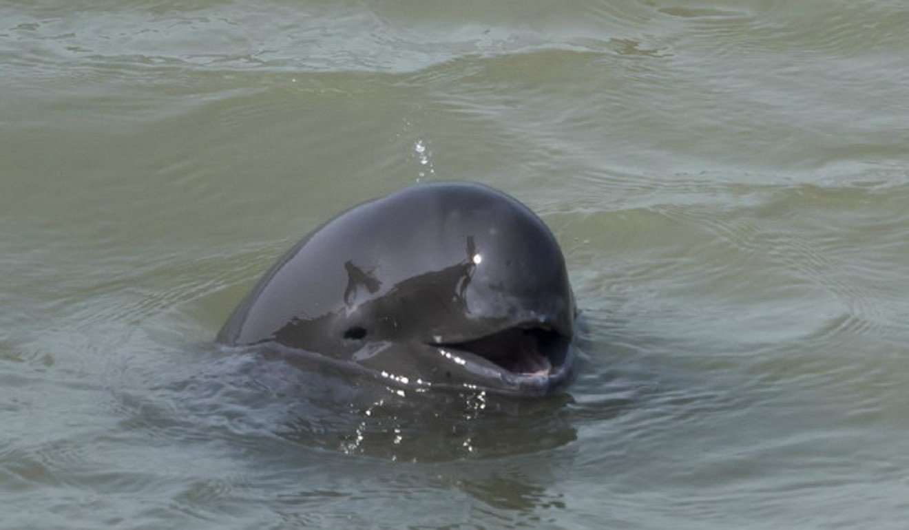 A Yangtze River porpoise, spotted near Nanjing city. The Yangtze carries about 1.5 million tonnes of plastic waste out into the Pacific every year. Photo: SCMP Handout