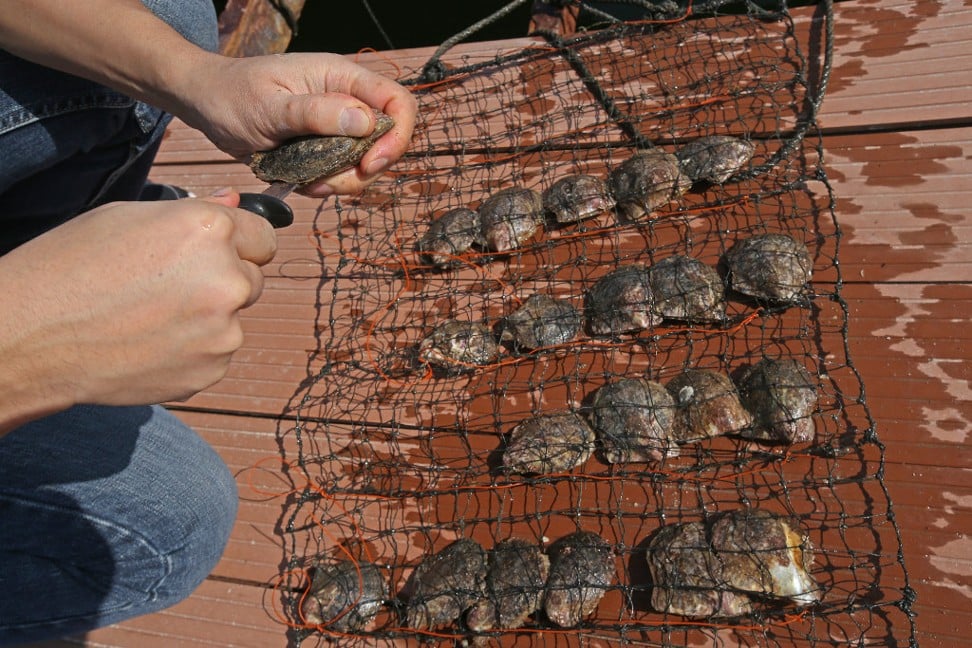 Oysters at the raft off the coast of Tai Po. Picture: David Wong