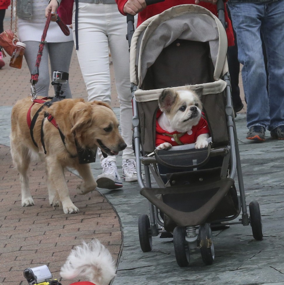 Hong Kong owners can sometimes be seen pushing their dogs along in strollers. Photo: David Wong