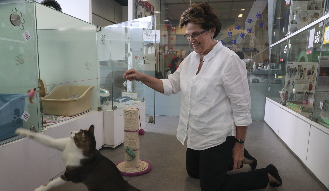 Cynthia Smillie, animal behaviourist, plays with a cat at the SPCA in Wan Shing Street, Kellet Island. Photo: K Y Cheng