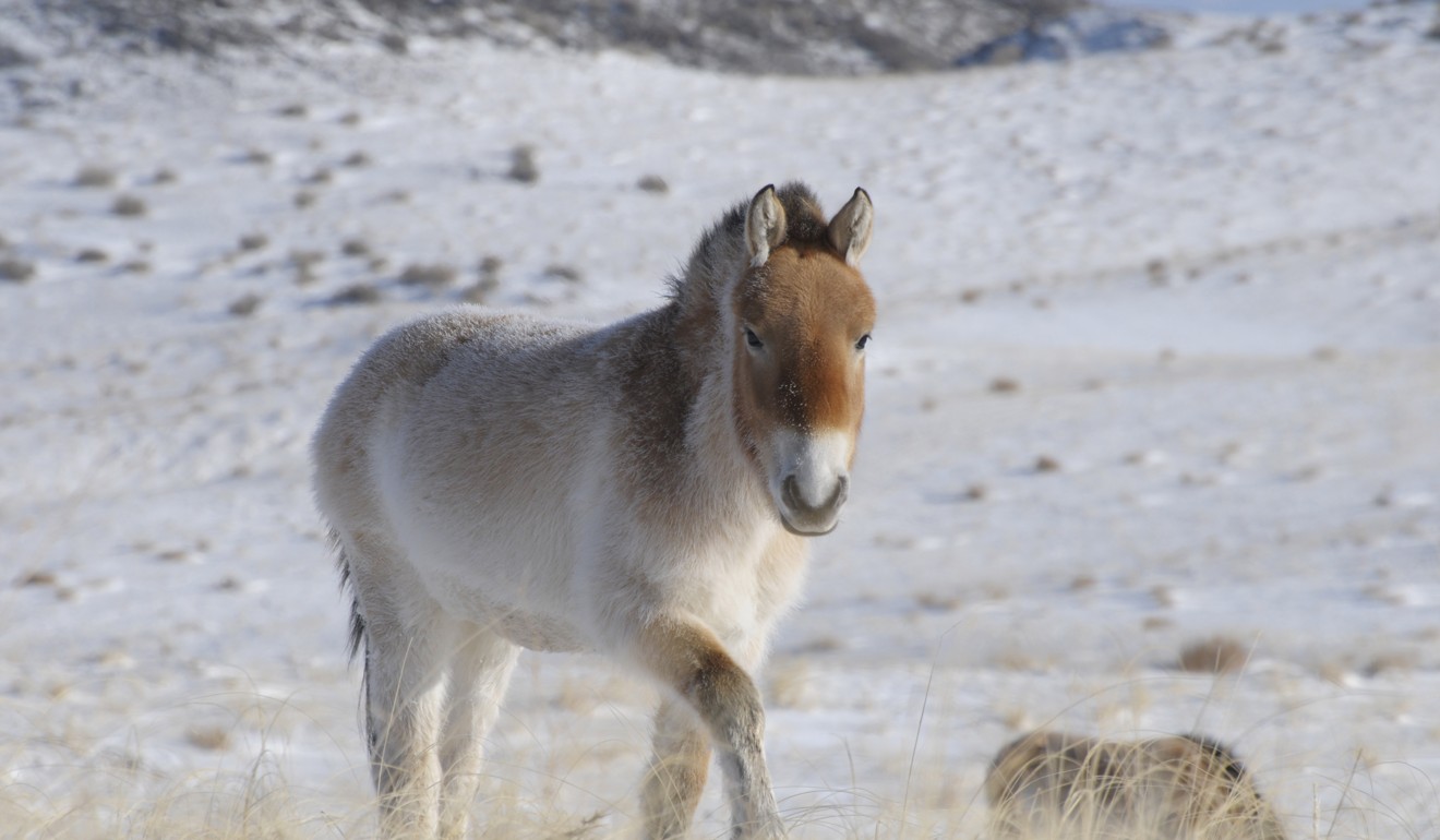 Conservation programmes at zoos have helped boost the population of the Przewalski’s horse, and reintroduction to Mongolia has proven successful. Photo: AP