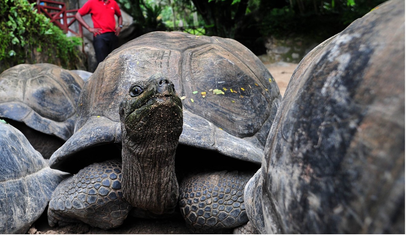 Aldabra giant tortoises at the botanic garden in Mahe. Photo: AFP