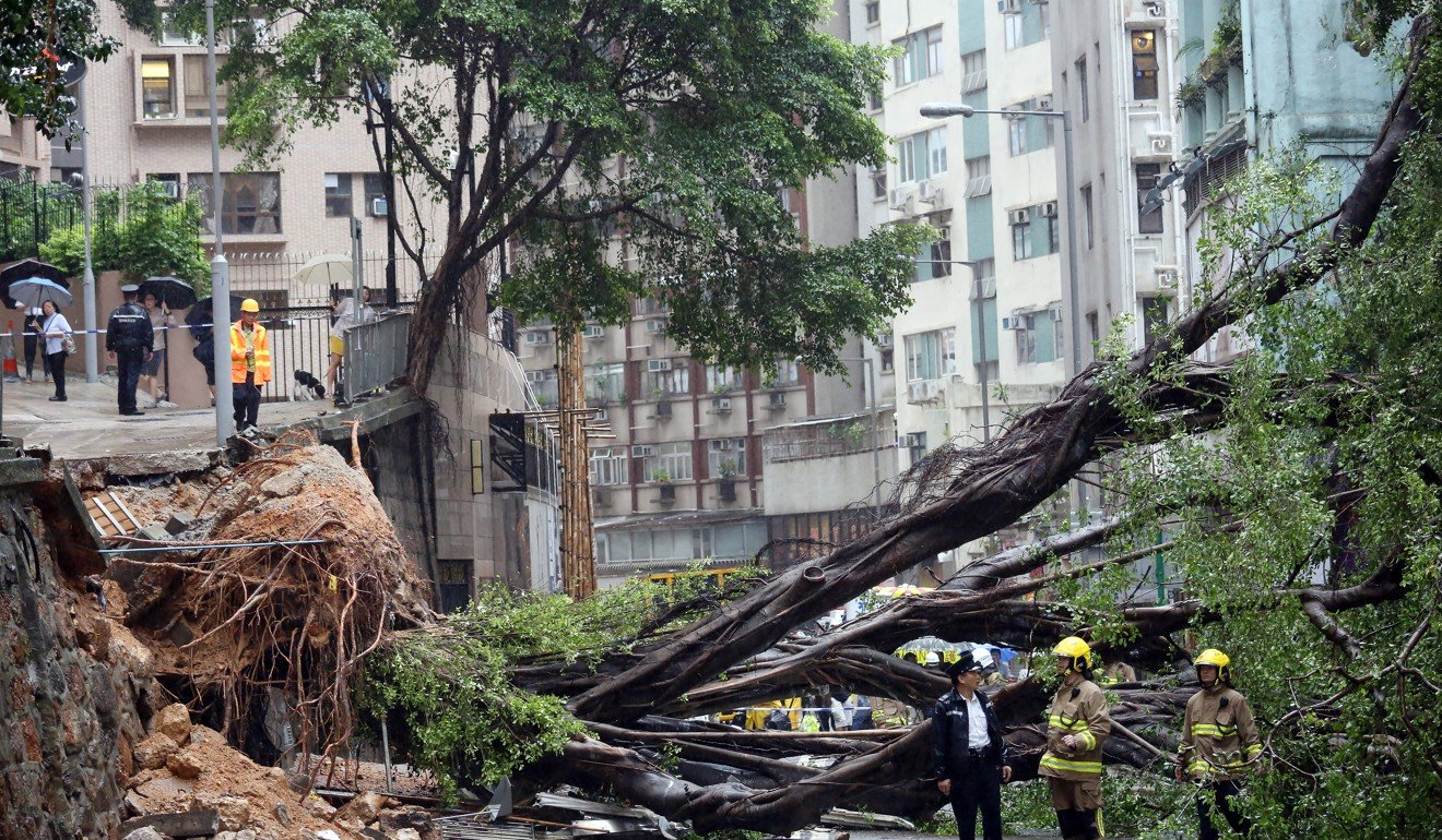 Falling trees have caused a number of casualties in the city, but more appropriate choices of plant may help avoid this problem. Photo: Nora Tam
