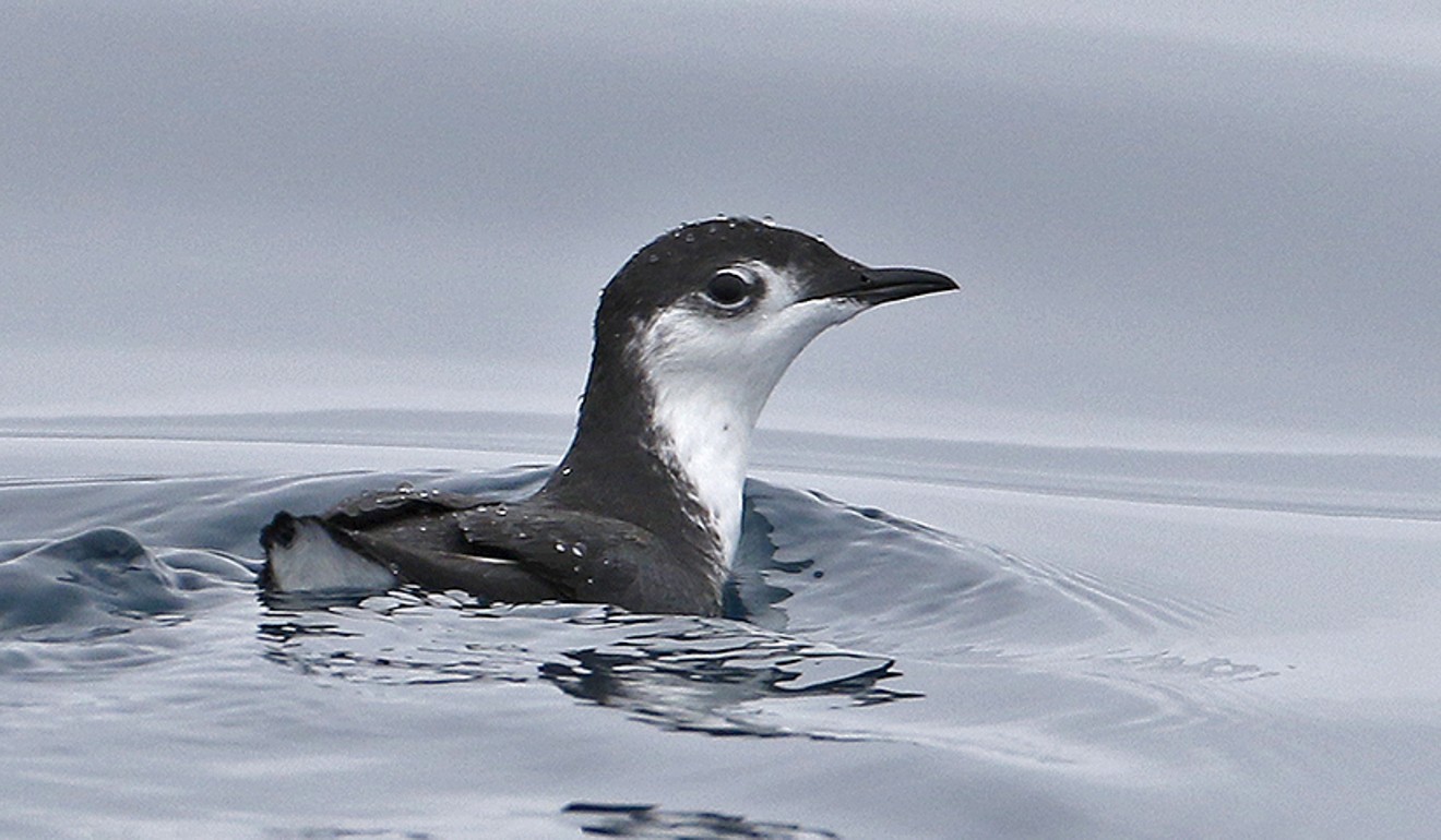 Iwaishima is home to numerous threatened species, including murrelets. Photo: Internet
