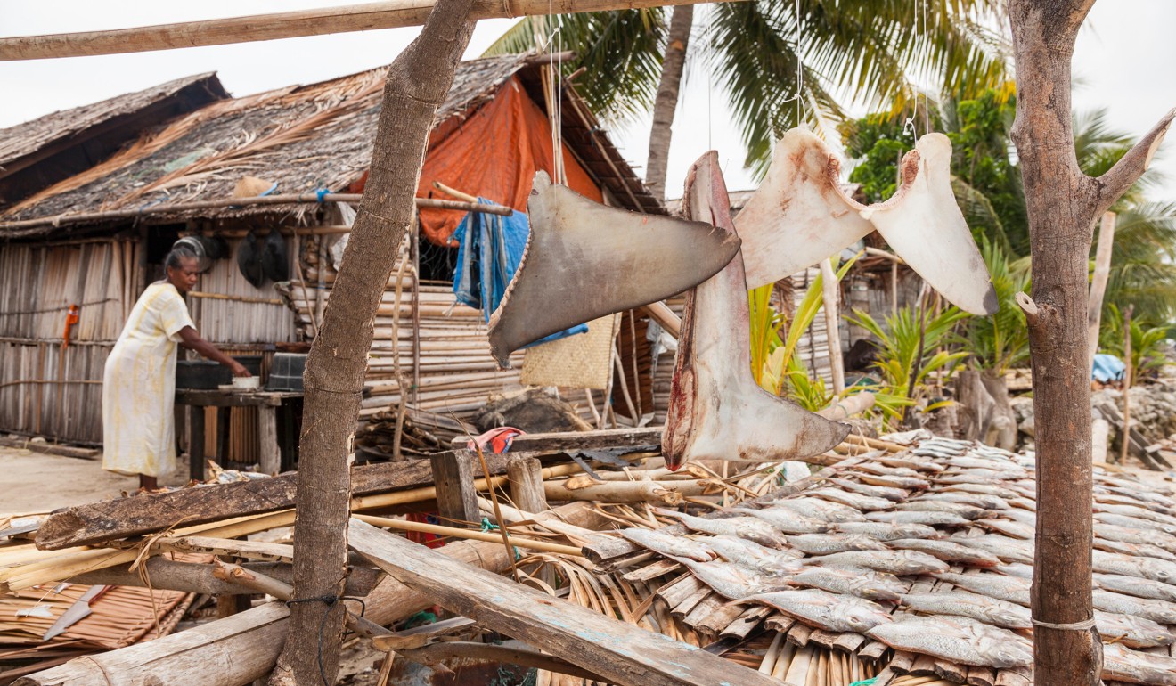 Shark fins drying at Grogos Island, Maluku, Indonesia. Photo: Alamy