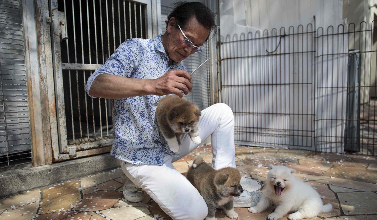 Akita dog breeder Osamu Yamaguchi combs a one-month-old Akita puppy. Photo: AFP