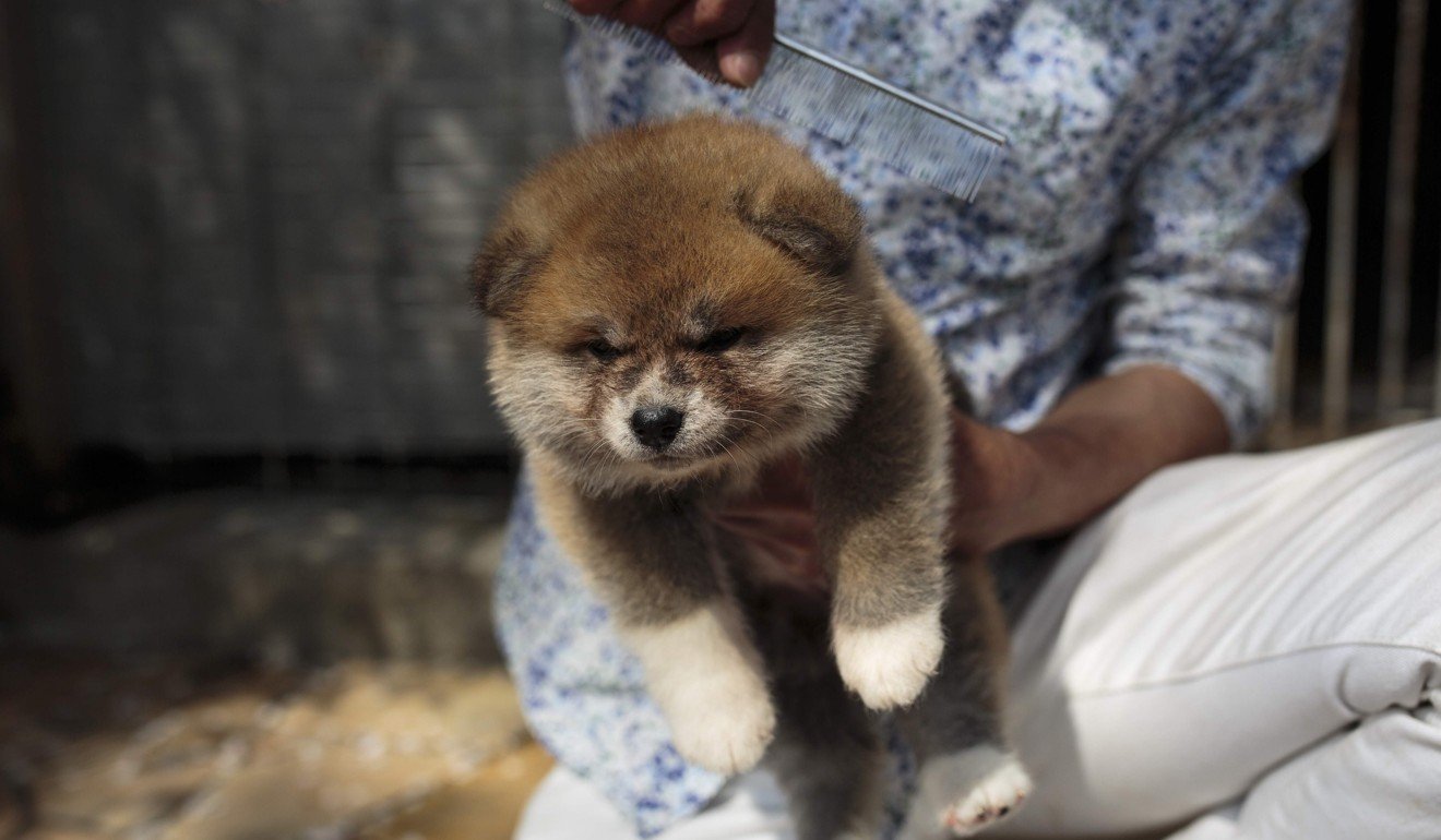 A one-month-old Akita puppy. Photo: AFP