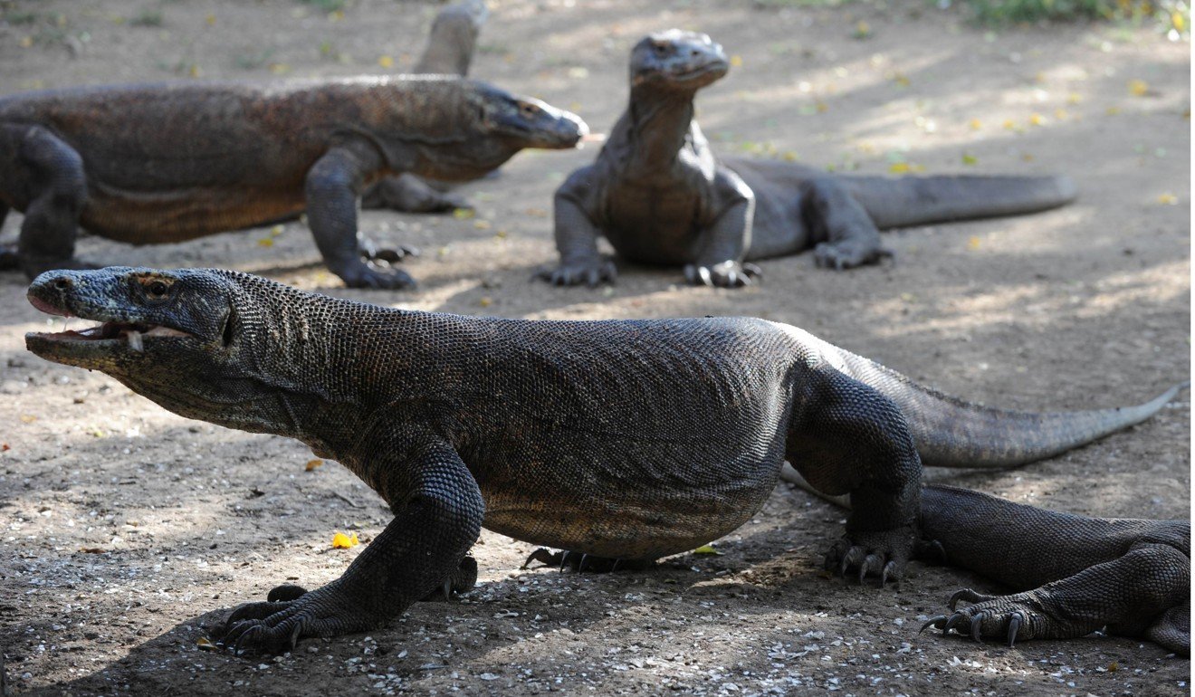 Komodo dragons on Rinca island, part of the protected area of Komodo National Park. Photo: AFP