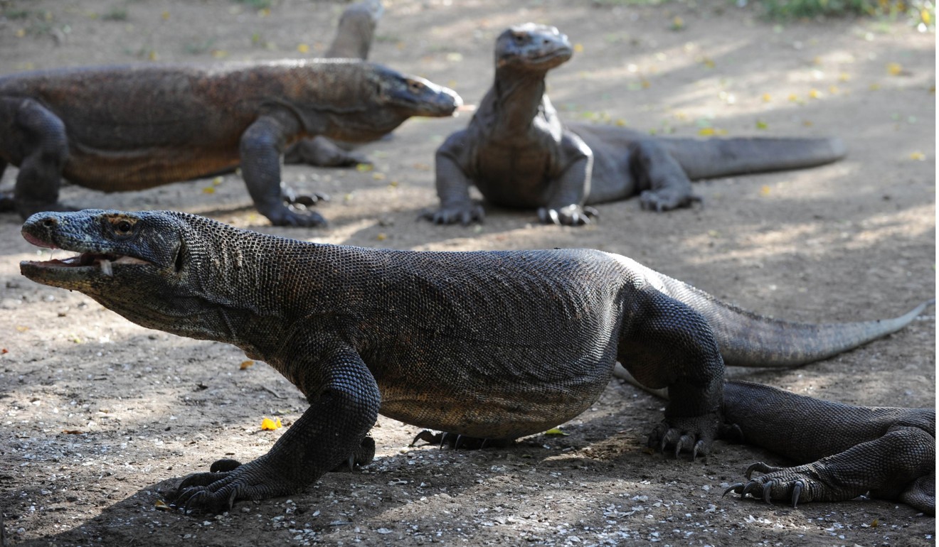 can-indonesia-s-komodo-dragons-survive-chinese-tourists-south-china