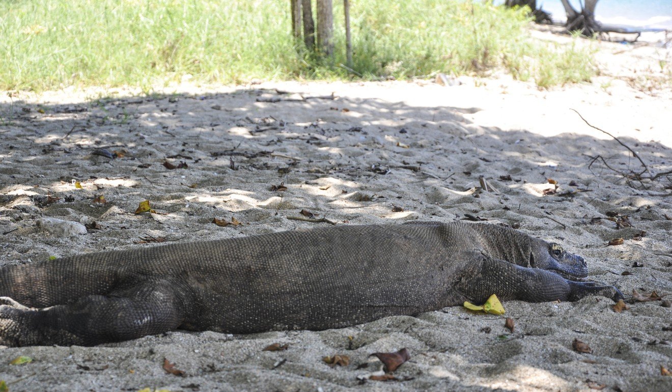 A Komodo dragon rests in the shade. Photo: Handout