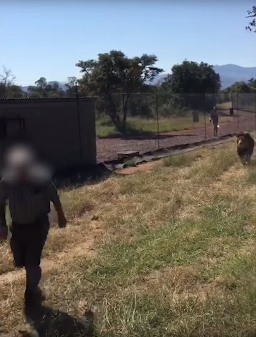 Shocking video shows man being mauled by lion after entering its