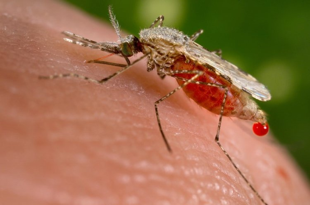 Mosquitoes containing treatment-resistant antibiotics are on the rise. Photo: Thomson Reuters