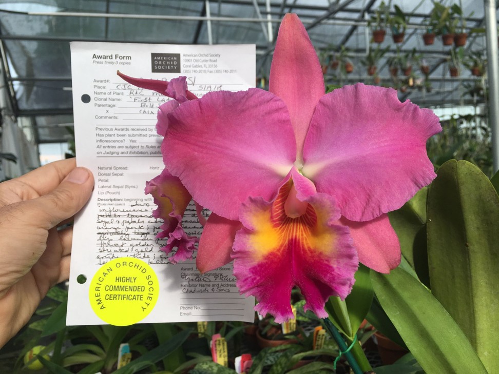 The American Orchid Society awarded hybrid orchid Rlc Melania Trump a Highly Commended Certificate on May 19, 2018. Photo: Arthur Chadwick