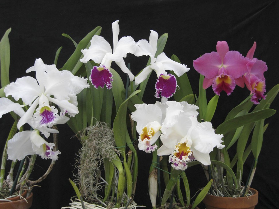 (From left) The namesake cattleyas of Jacqueline Kennedy, Bess Truman, and Lady Bird Johnson—are all semi-albas (whites with contrasting purple throats) from the corsage era. Mrs Trump’s modern namesake (far right) blooms in a variety of exotic colours. Photo: Arthur Chadwick
