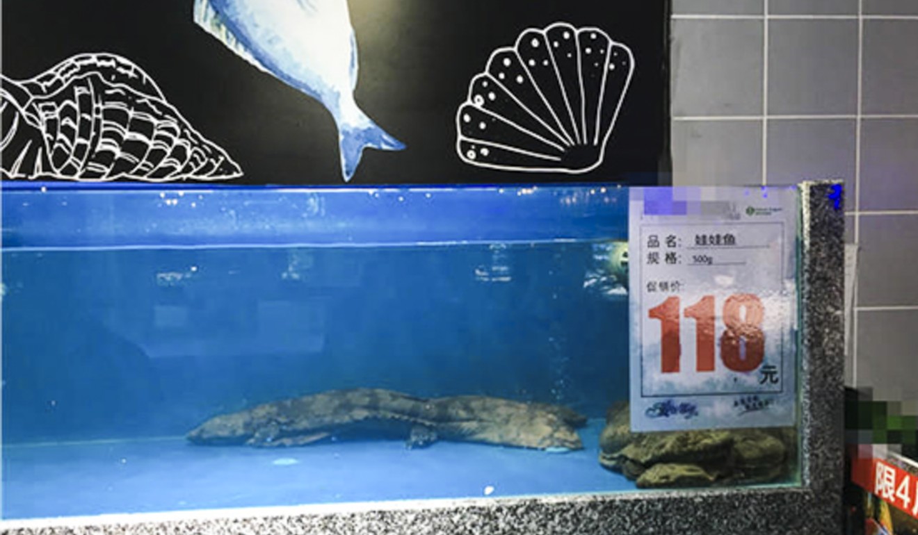 Endangered species found in China supermarket’s seafood section | The Star Online