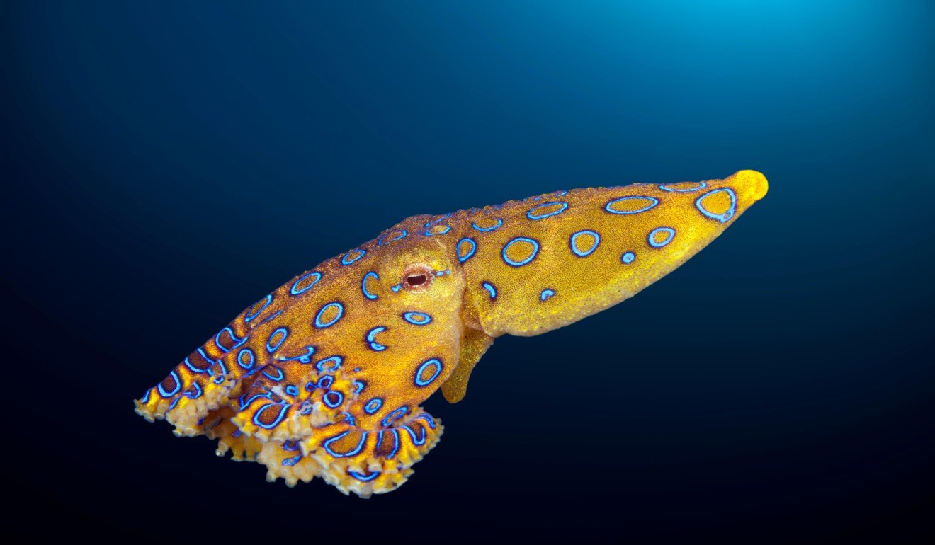 Blue-ringed octopus. Photo: Alamy