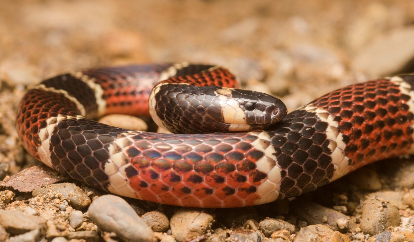 Coral snakes are extremely venomous. Photo: Alamy