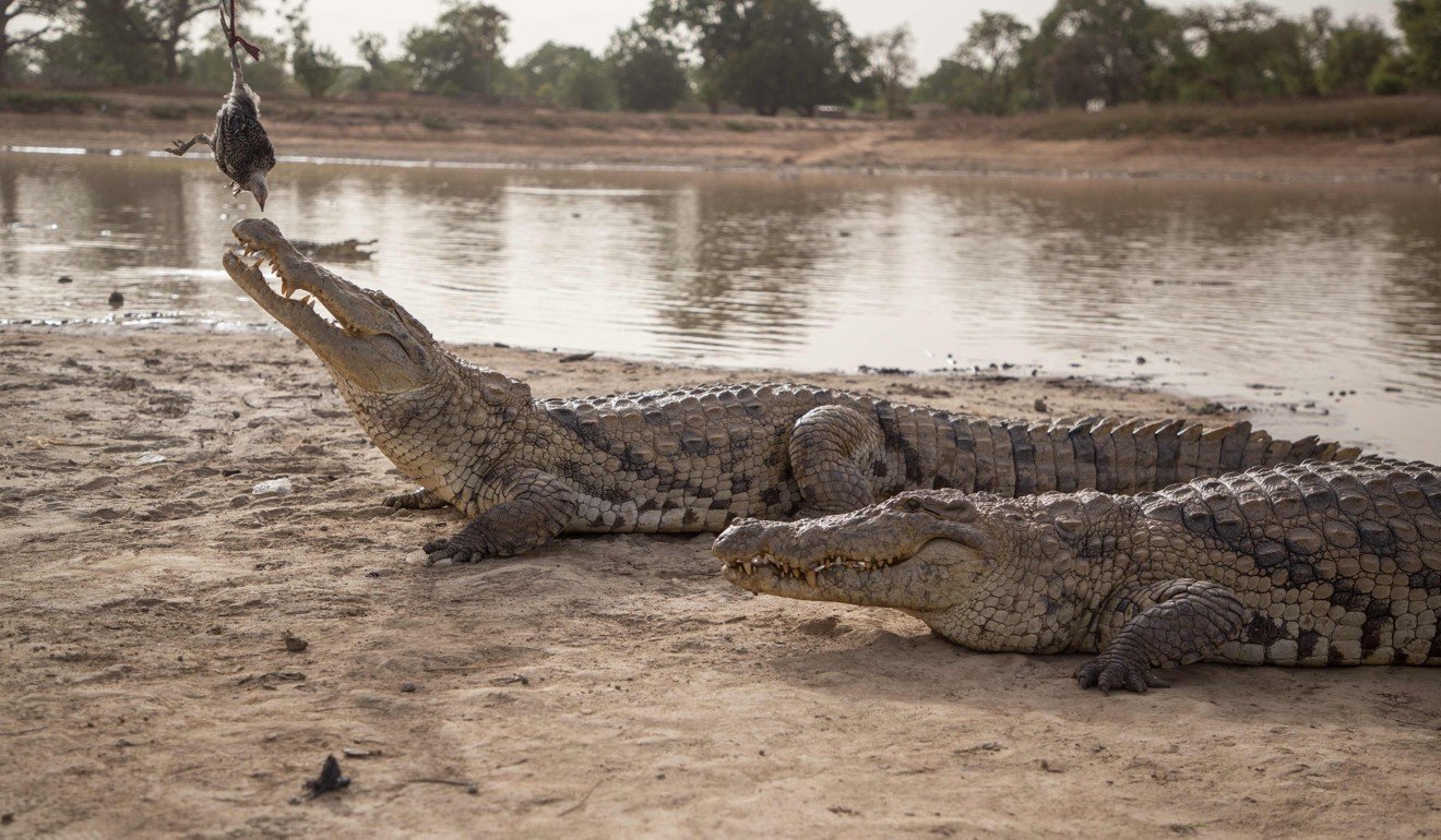 Crocodiles are fed chicken at a pond in Bazoule in Burkina Faso. Photo: AFP