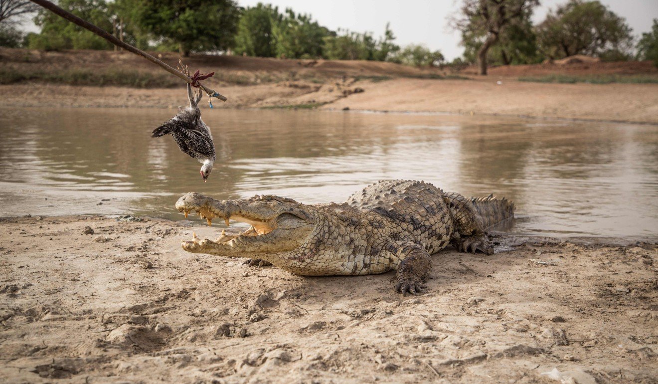 While the crocodiles may be friendly, the villagers are still using long sticks to feed them. Photo: AFP