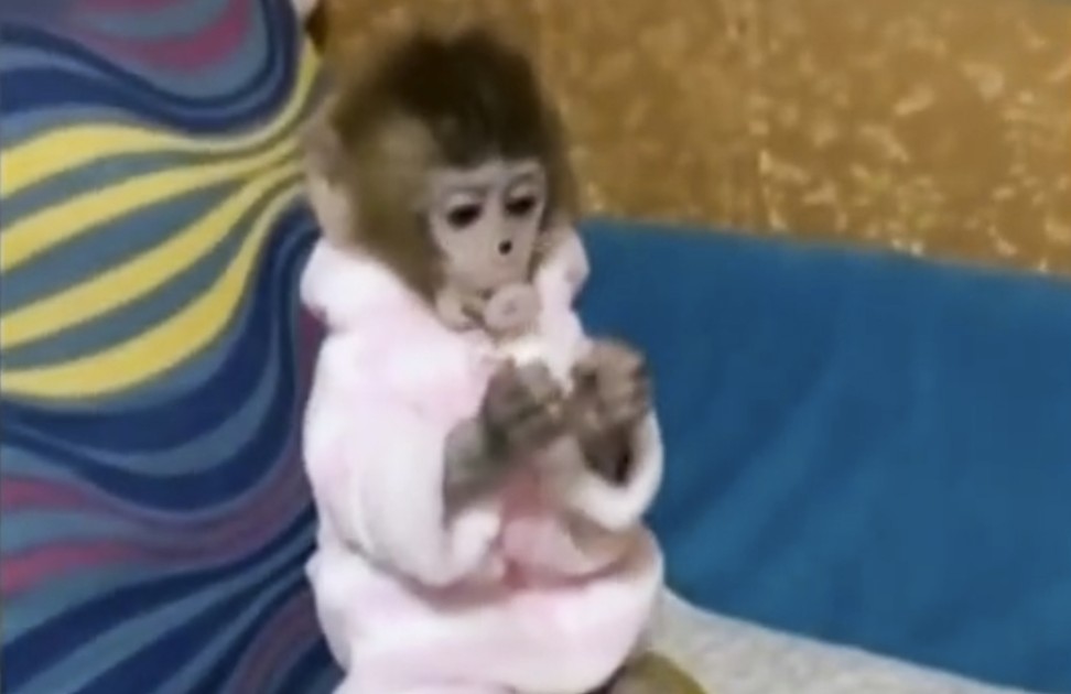 A woman said she started selling the monkeys after a video of her playing with her pet macaque attracted lots of interest from would-be owners online. Photo: Iqiyi.com