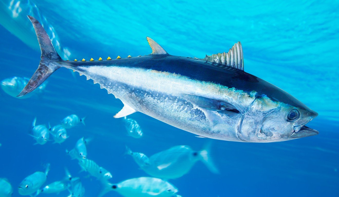 Bluefin tuna. Photo: Alamy