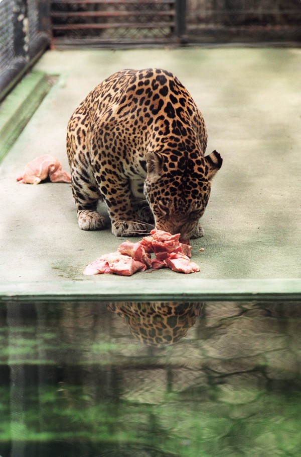 An actual panther having an abundant meal in the Hong Kong Zoological and Botanical Gardens. Photo: SCMP