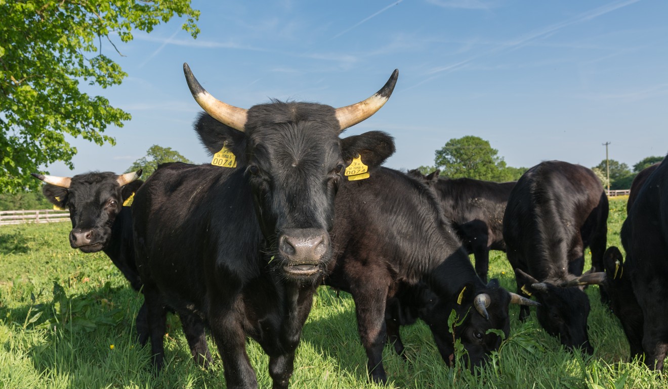 Dexter cattle are an ancient breed that produce creamy milk and sweet, nutty beef.