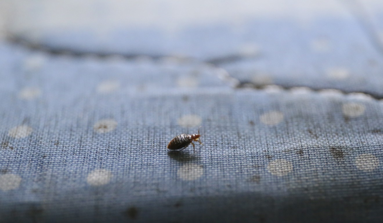 A bedbug crawls across an old mattress in the Tuen Mun flat. Photo: Rachel Cheung
