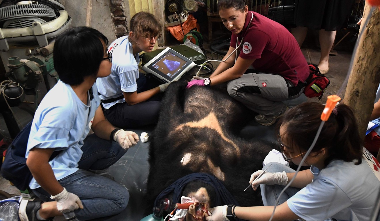 Veterinarians from Four Paws, an animal conservation group, inspecting the health condition of a sedated bear. Photo: AFP
