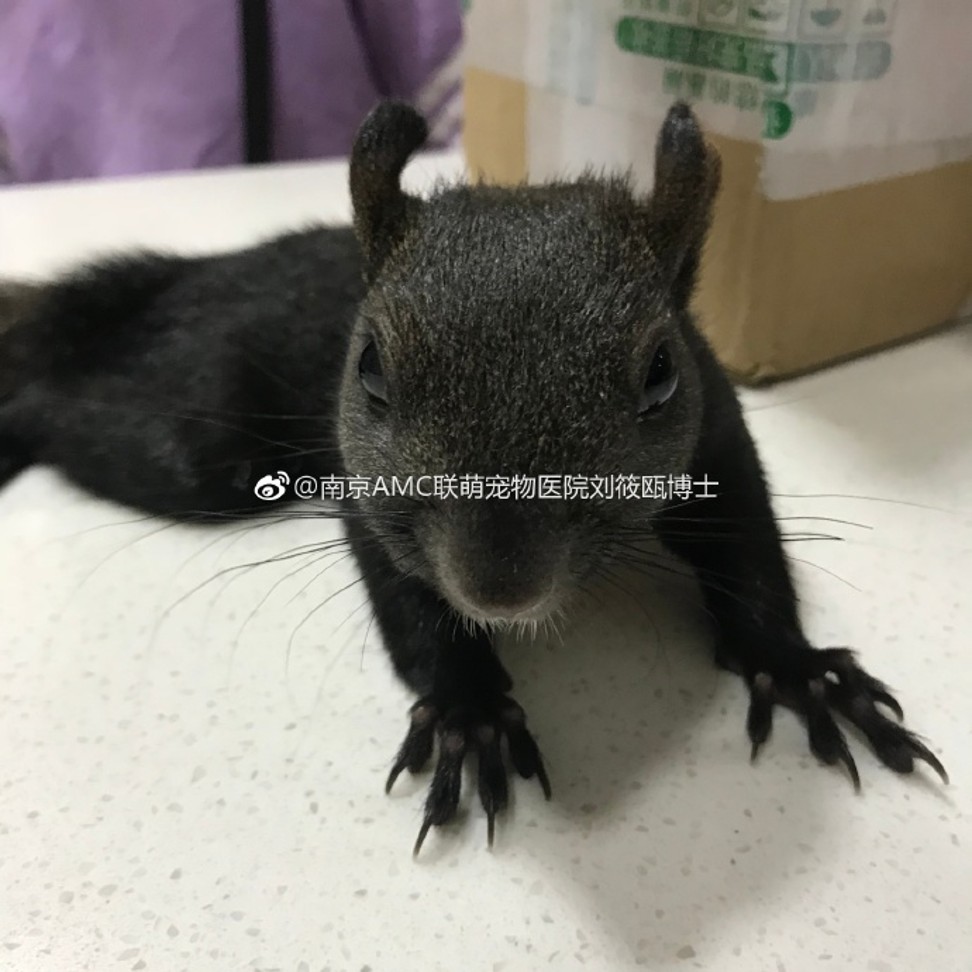 This flying squirrel is another of Dr Liu’s patients which has delighted her Weibo followers. Photo: Weibo