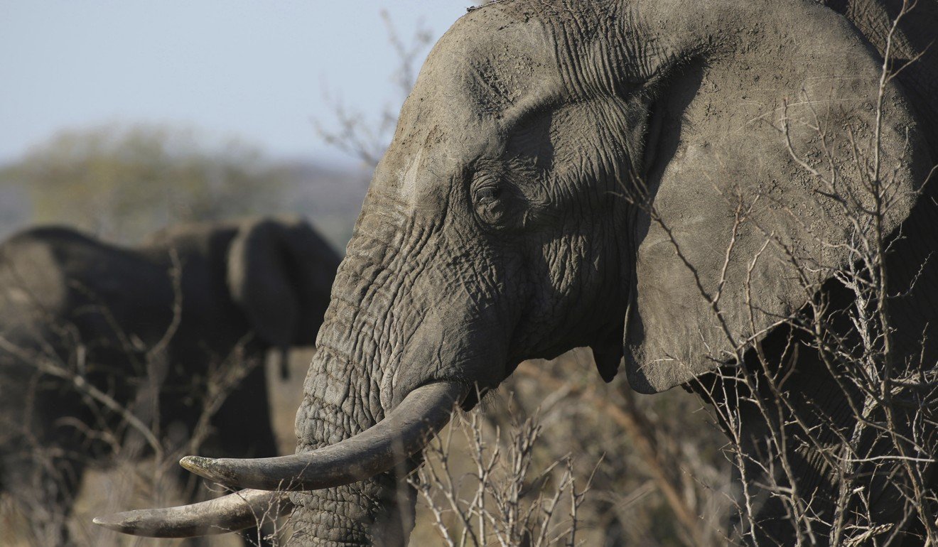 It is believed the difference in timing between the two bans could fuel the poaching of elephants in Africa. Photo: AP Photo