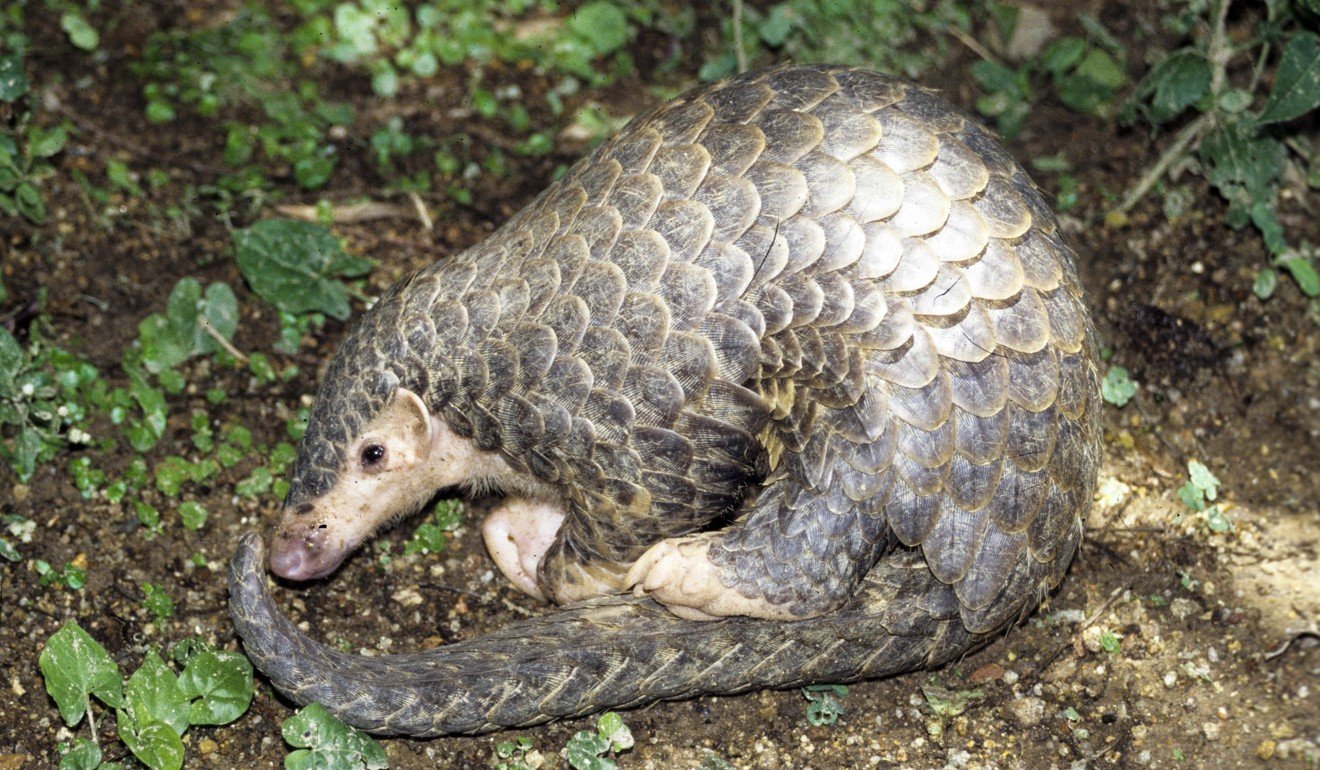 Pangolins are found only in Asia and Africa. Photo: Gary Ades/KFBG
