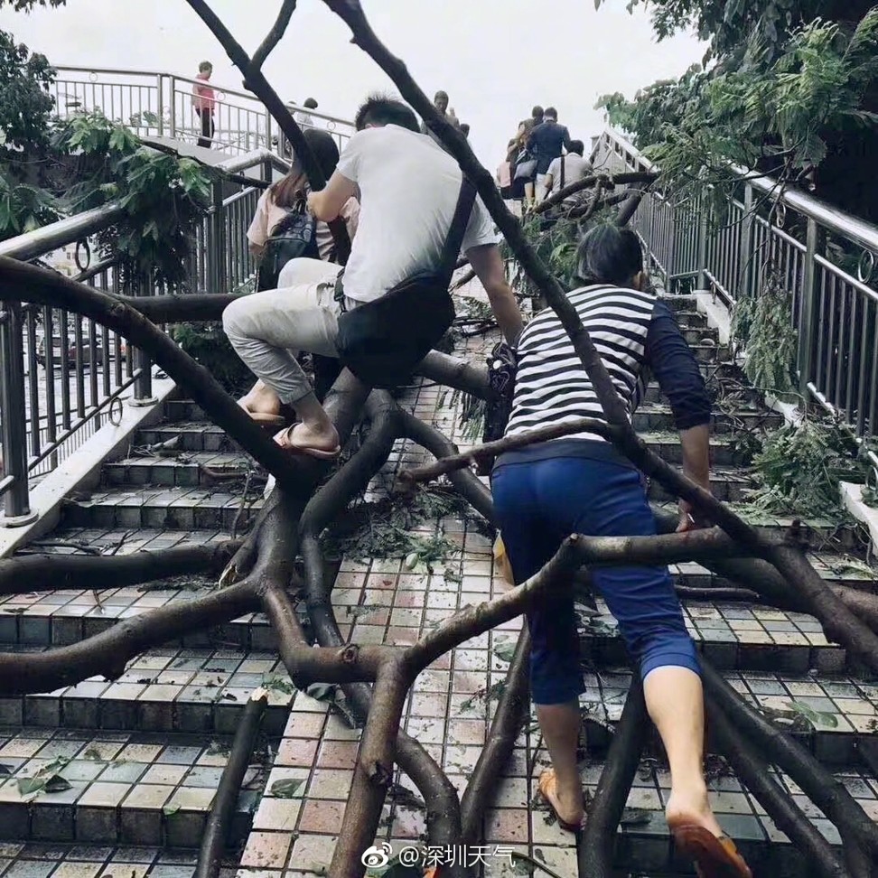 People in Guangdong had to clamber over fallen trees to get to work. Photo: Shenzhen Meteorological Centre