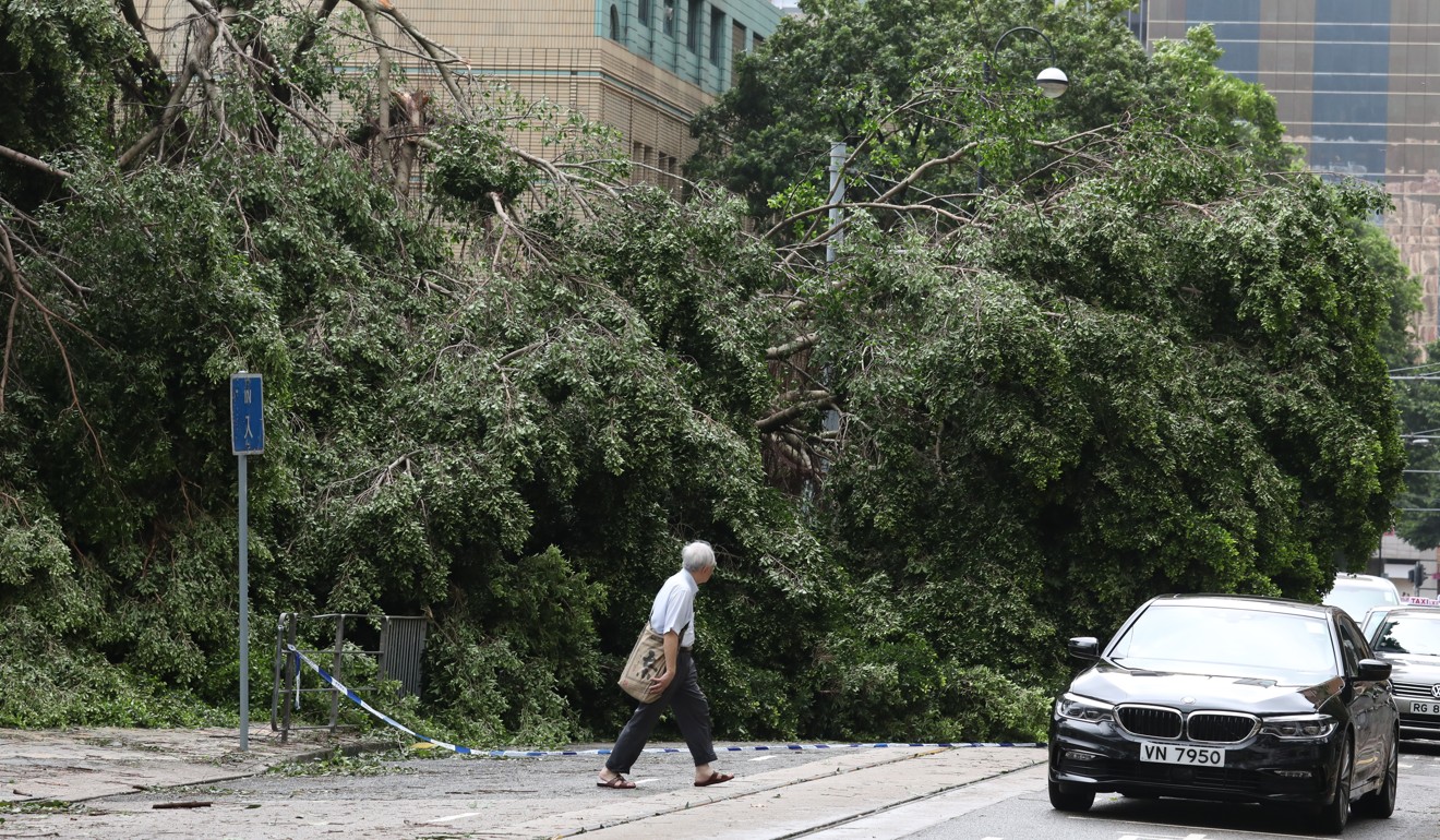 Fallen trees across a road in Happy Valley. Photo: Nora Tam