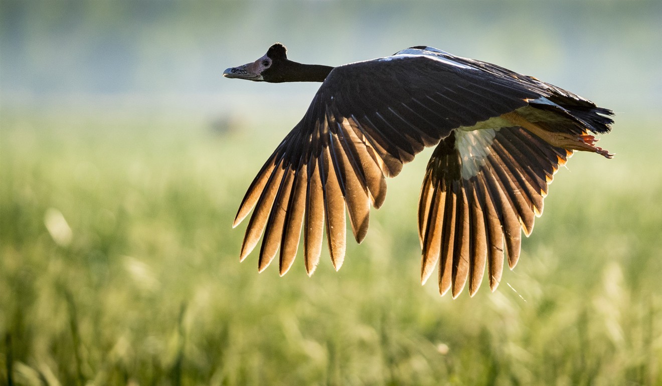 The natural surroundings are a haven for magpie geese and other waterbirds. Picture: Richard Anson