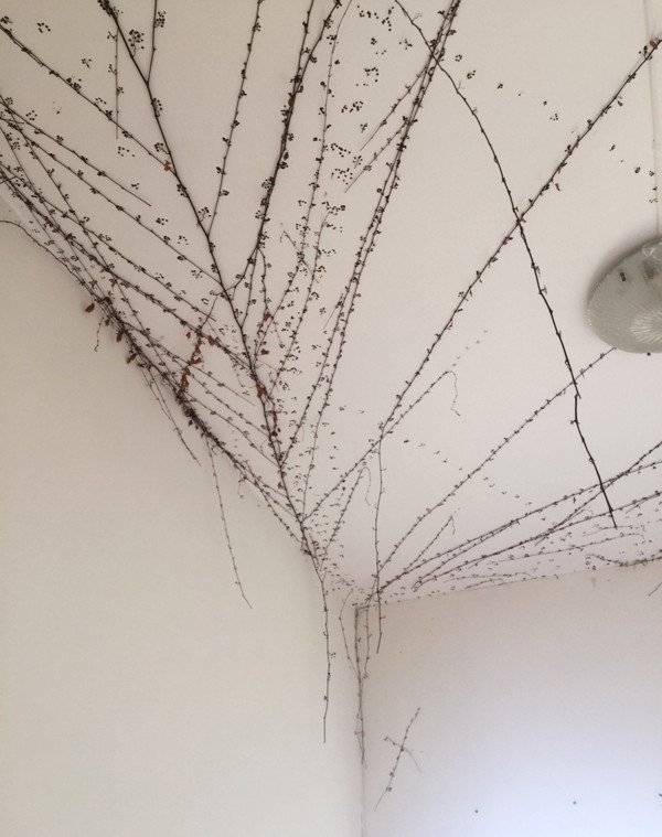 The picturesque Virginia creeper looked less charming inside the bedrooms, where it had been growing untrimmed through windows and across the ceilings. Photo: Handout
