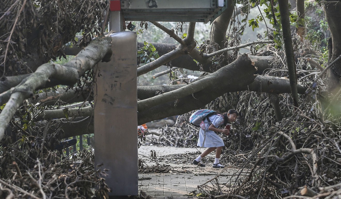 Collapsed trees on Tin Ping Road in Sheung Shui. Photo: Sam Tsang
