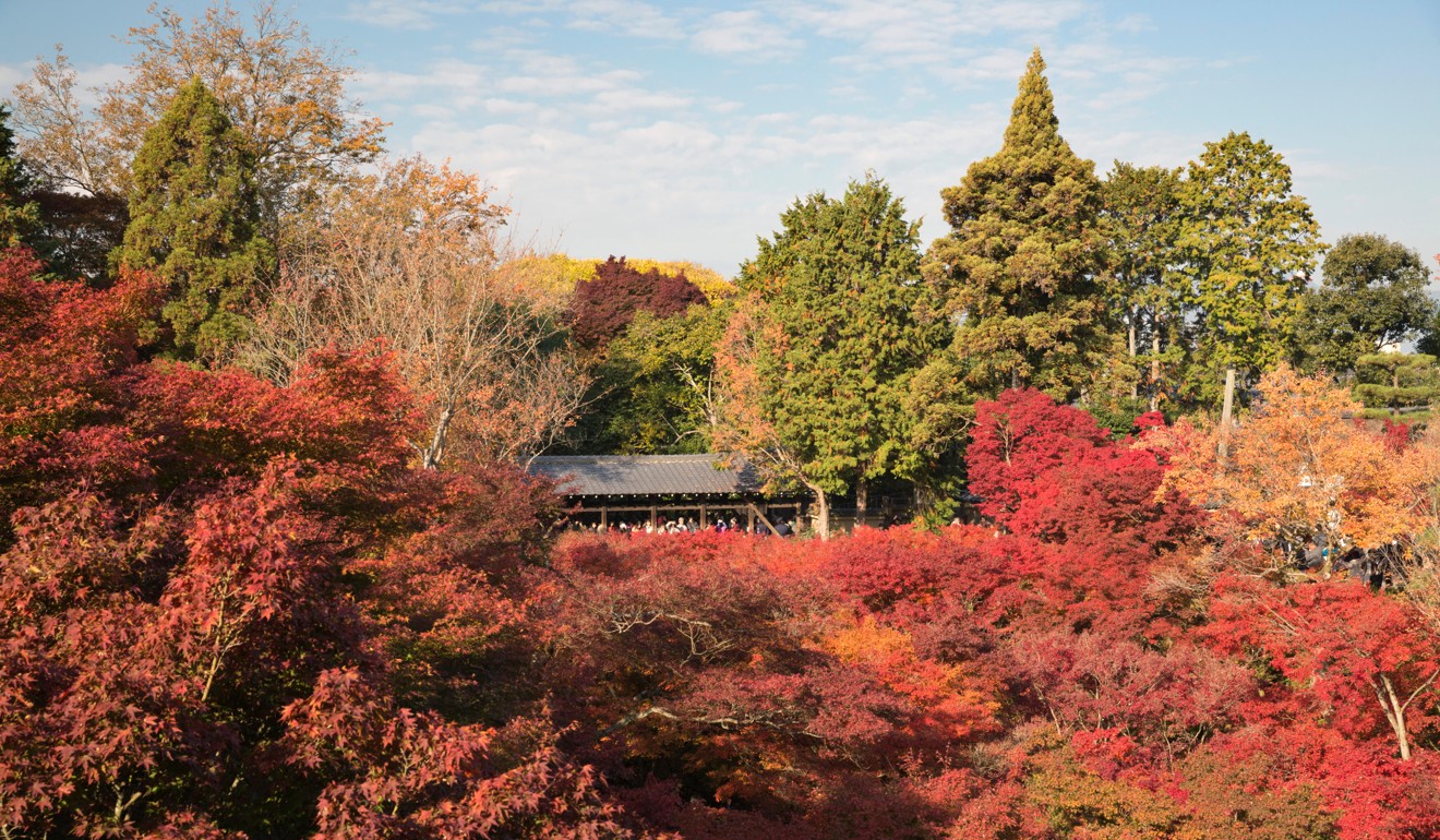 The Tsutenkyo bridge at Tofukuji Temple, Kyoto, amid a riot of autumn colours. Photo: Alamy