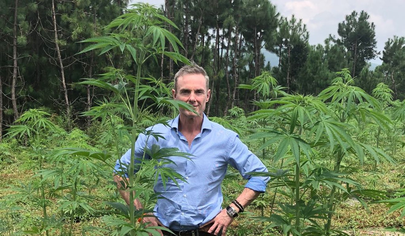 Glenn Davies with CannAcubed’s crops at 10 weeks in Yunnan. Photo: Handout