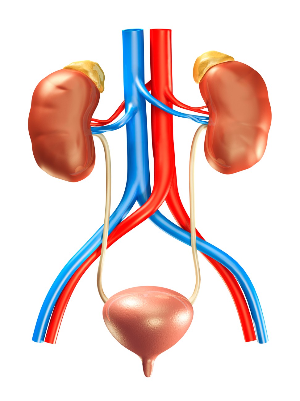Kidneys, adrenal glands, the bladder and arteries. Illustration: Alamy
