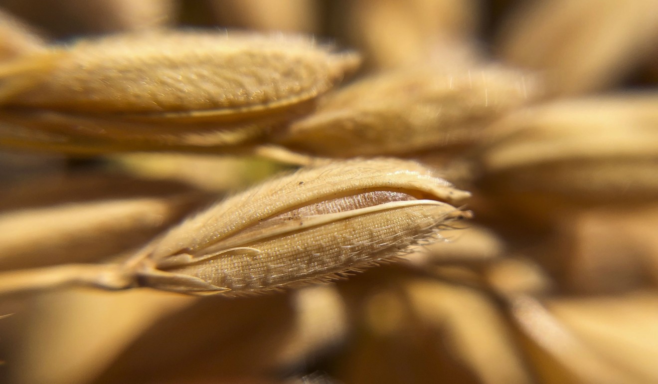 A close-up of grains of Xiangshui rice. Picture: Simon Song