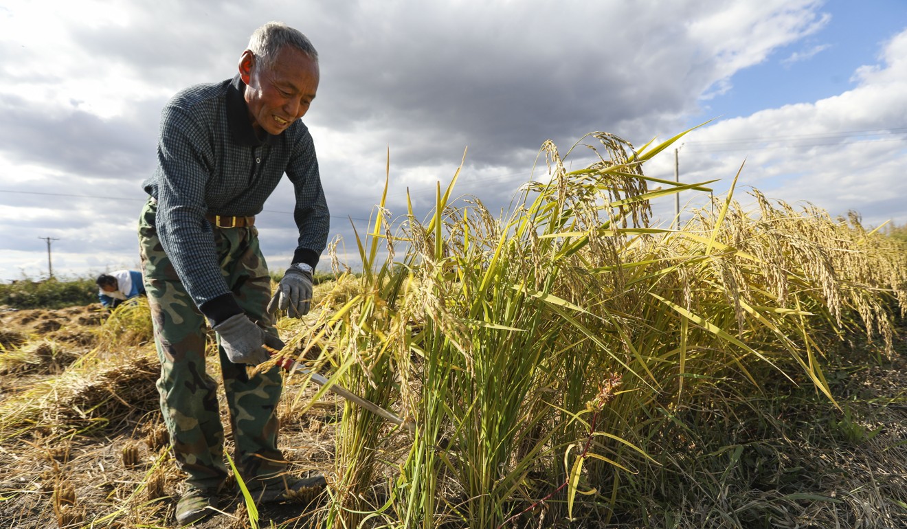 Farming rice can be back-breaking work. Picture: Simon Song