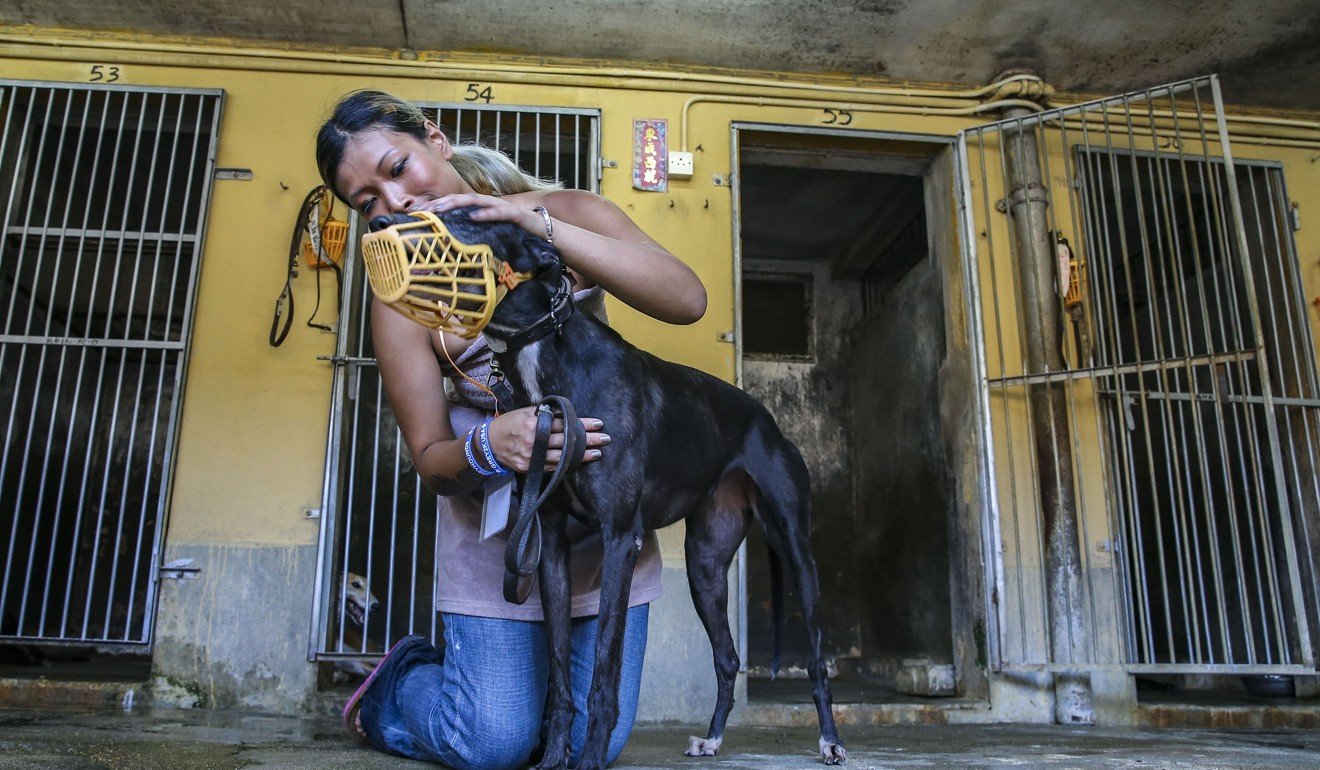 Zoe Tang Wing-yan of animal rights group Anima Macau with a greyhound dog from the now-defunct Macau Canidrome. Photo: Dickson Lee