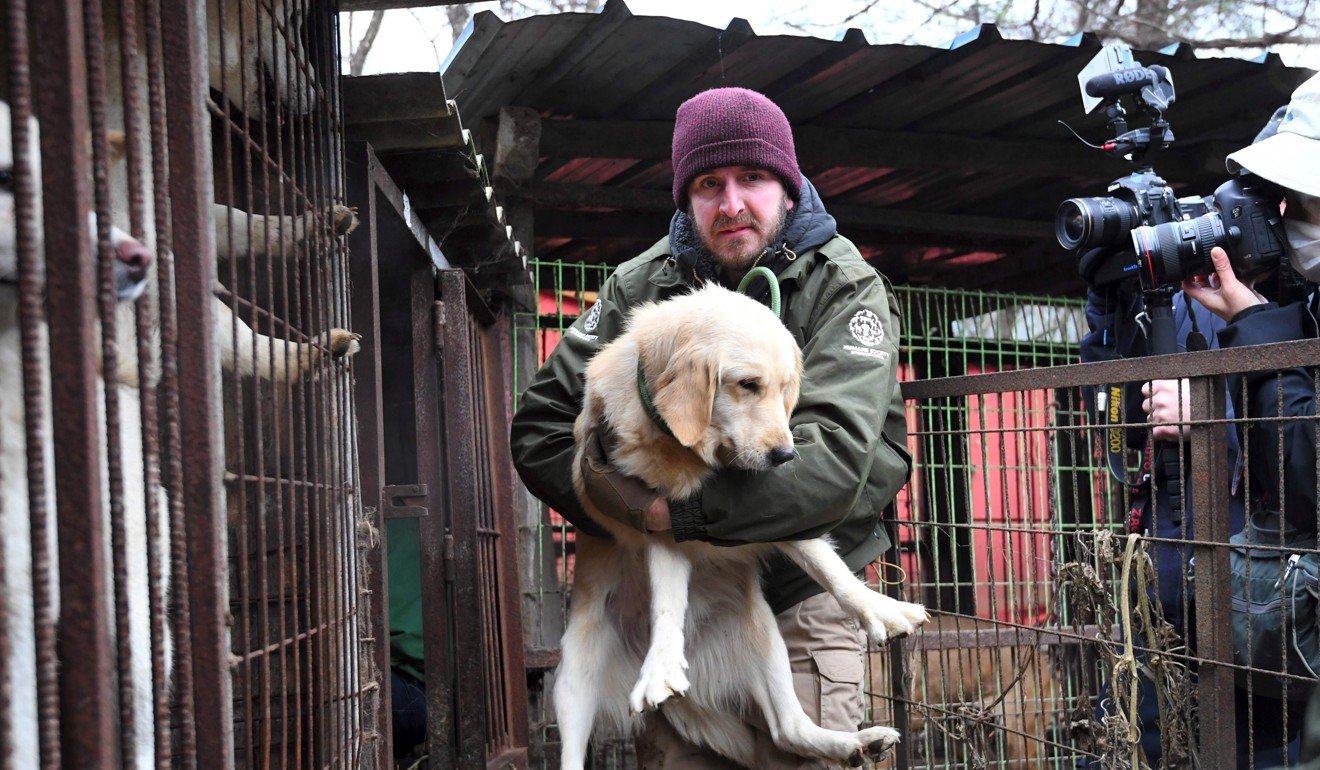 Jack Mcdanger of the Humane Society International (HSI) carries a dog at a dog farm during a rescue event in November 2017, involving the closure of the farm organised by the HSI in Namyangju on the outskirts of Seoul. Photo: AFP