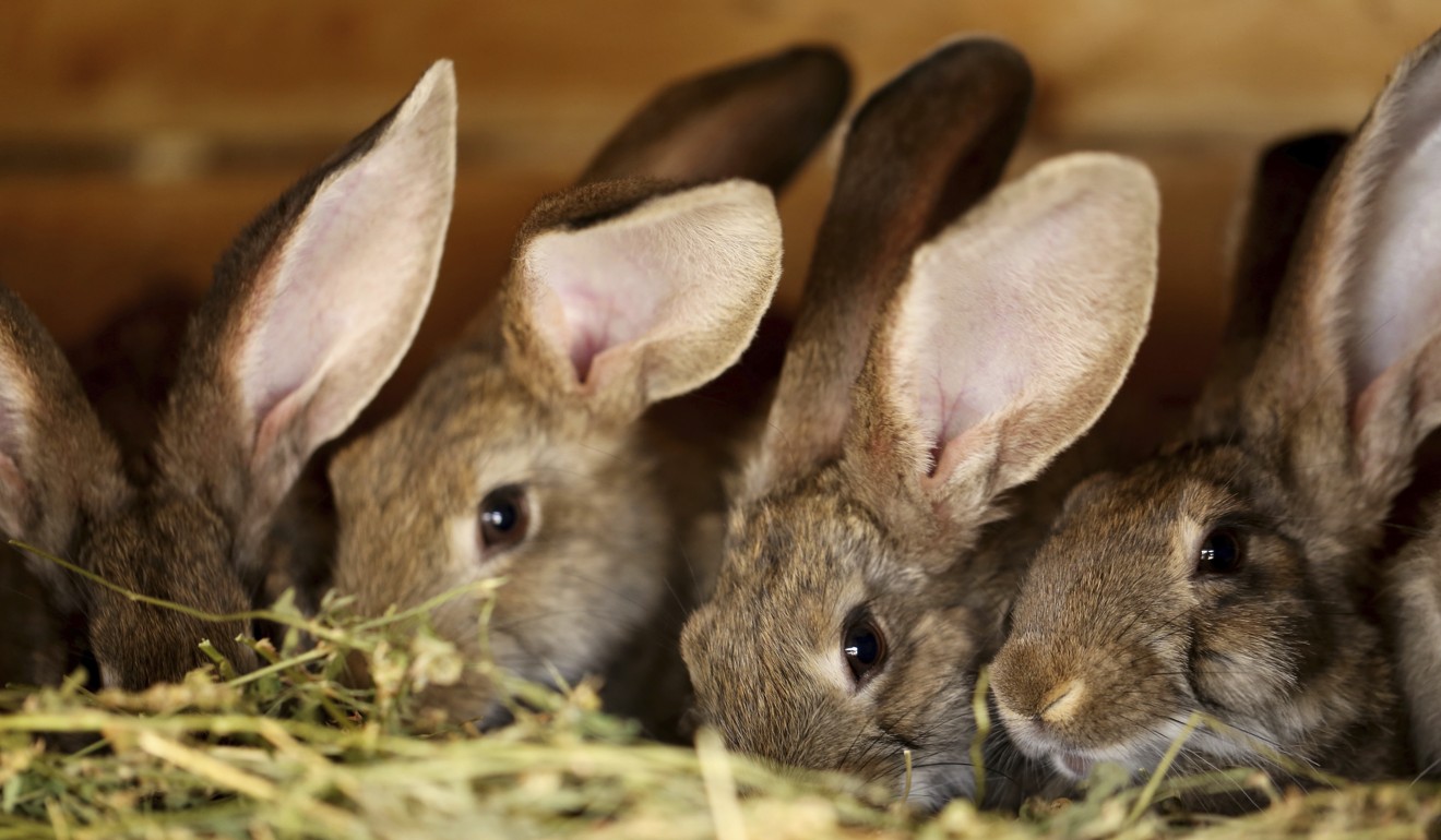 A ‘sick’ Serial Killer Is Stomping And Stabbing Domestic Rabbits To 