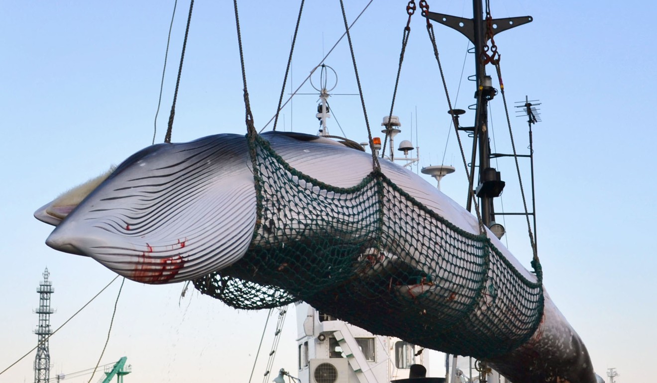 A minke whale is unloaded at a port after a whaling for scientific purposes in Kushiro, in the northernmost main island of Hokkaido. Japan has decided to leave the International Whaling Commission to resume commercial hunts. Photo: Kyodo